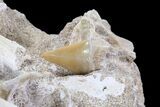 Mosasaur Tooth With Shark Tooth & Vertebrae - Top Quality #77985-3